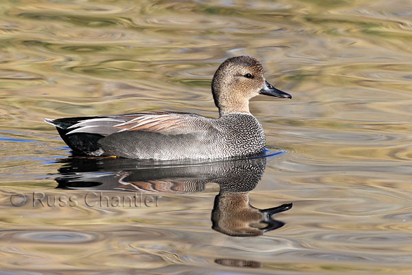 Gadwall © Russ Chantler